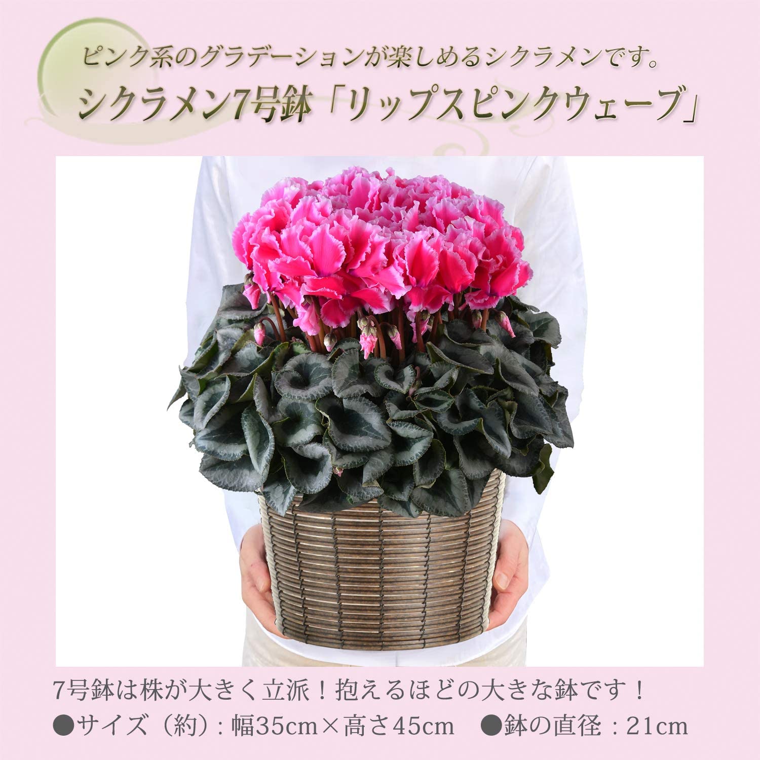 シクラメン リップピンク ウェーブ シクラメン特大 シクラメンの花