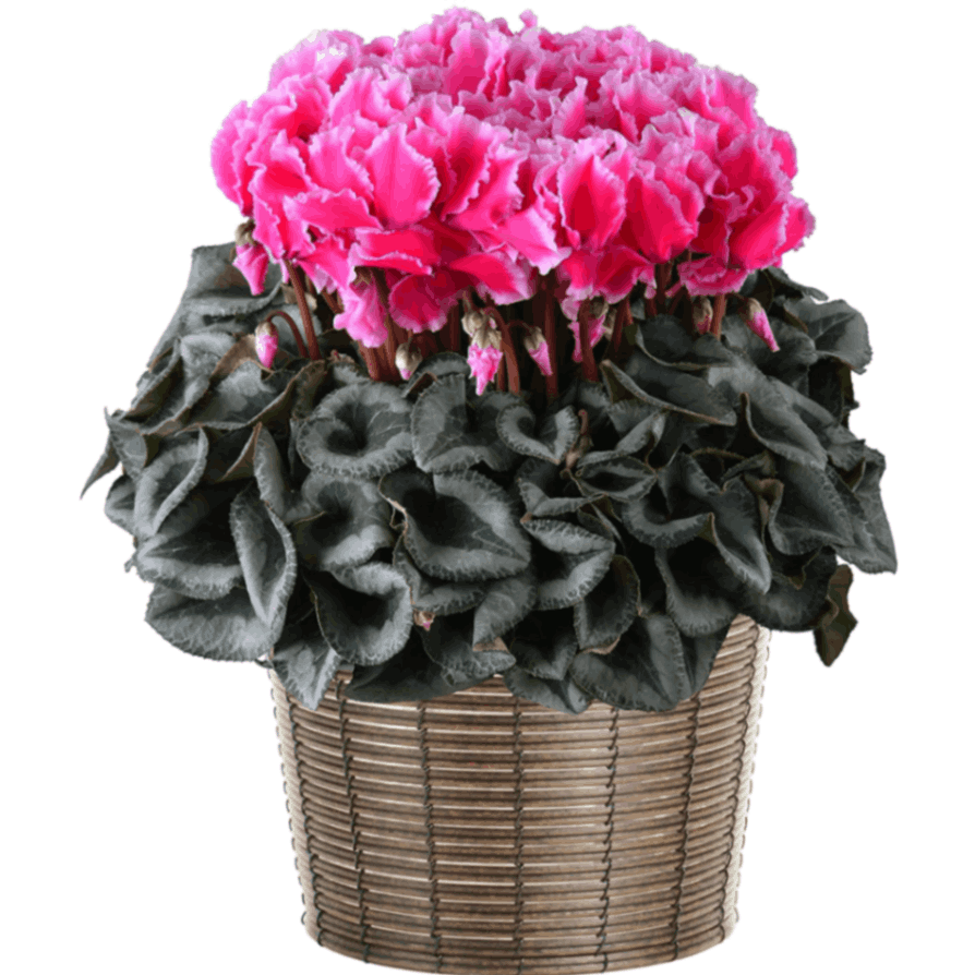 リビングストーン、花束、癒し系作品275/44高級額付き、さし箱付き SH-048 オレンジ | Savon Flower (シャボンフラワー)