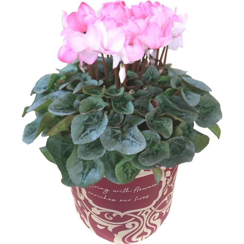  ե ץ쥼  ȭ ȭ  5ȭ  ԥ ԥ