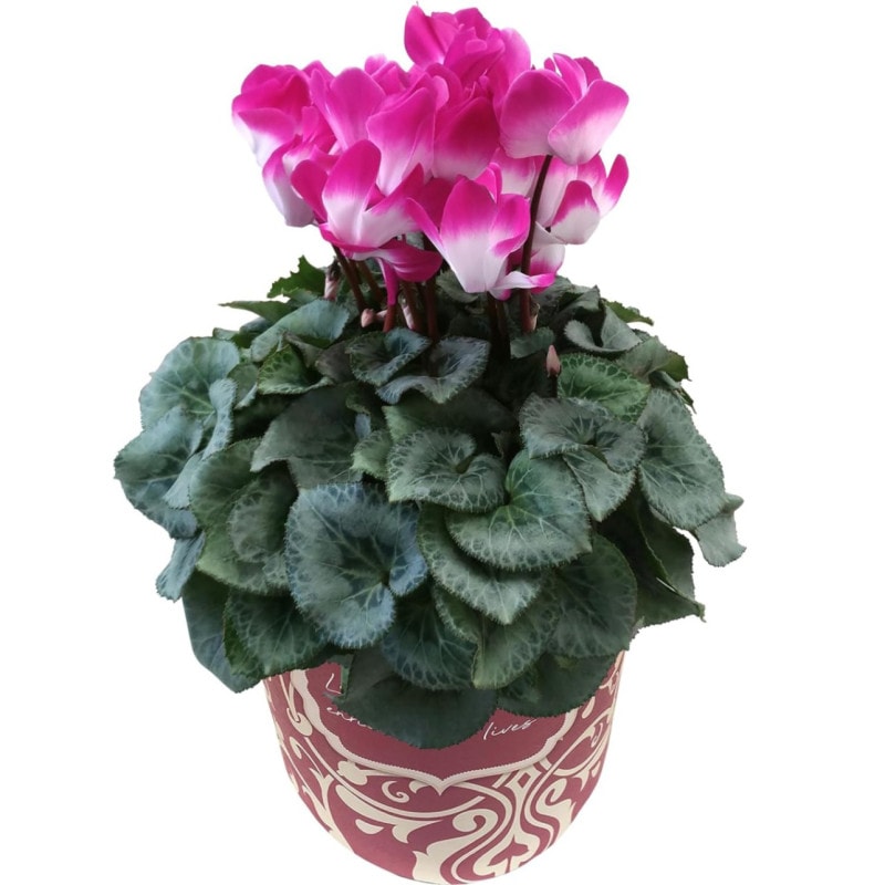  ե ץ쥼  ȭ ȭ  5ȭ ץޡѡץ