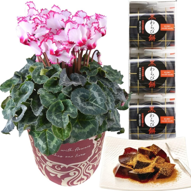  ӥȥꥢ ȭ Ӥ Ʋ ե  ץ쥼 5ȭ