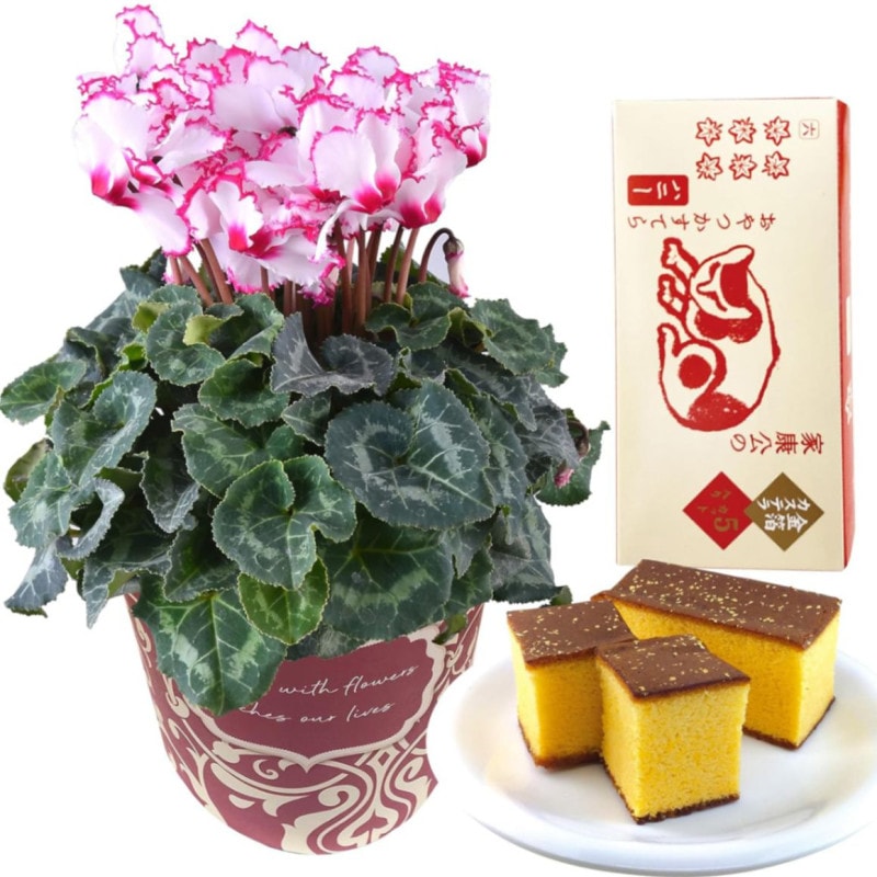  ӥȥꥢ ȭ  ƥ ե  ץ쥼 5ȭ ²ۻ 