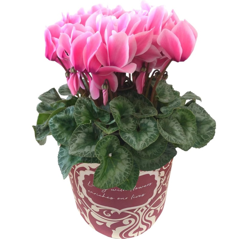 シクラメン ギフト プレゼント 花 鉢植え 鉢花 誕生日 5号鉢 リップス ピンク