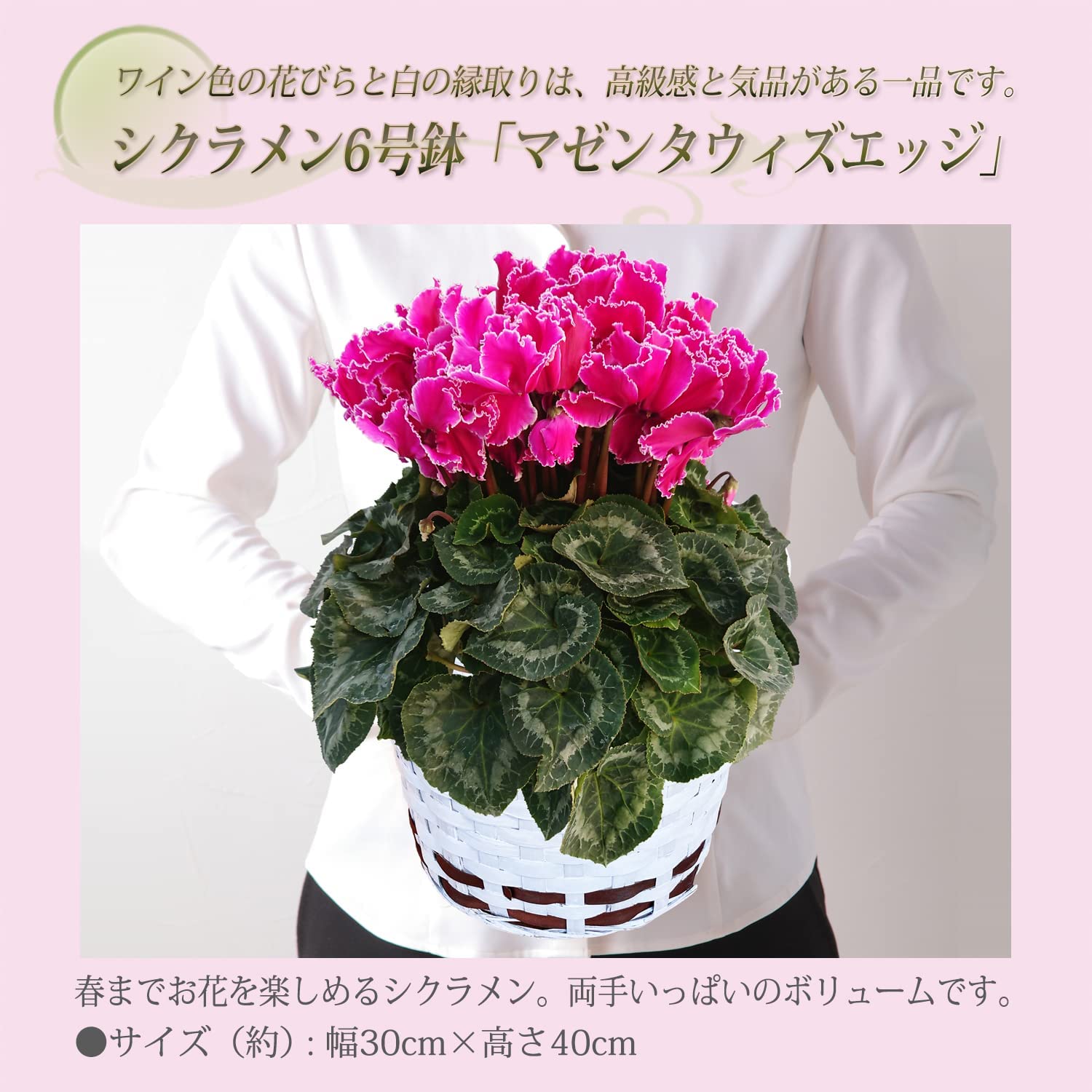 シクラメン マゼンタウィズエッジ シクラメン紫 シクラメン花 鉢花