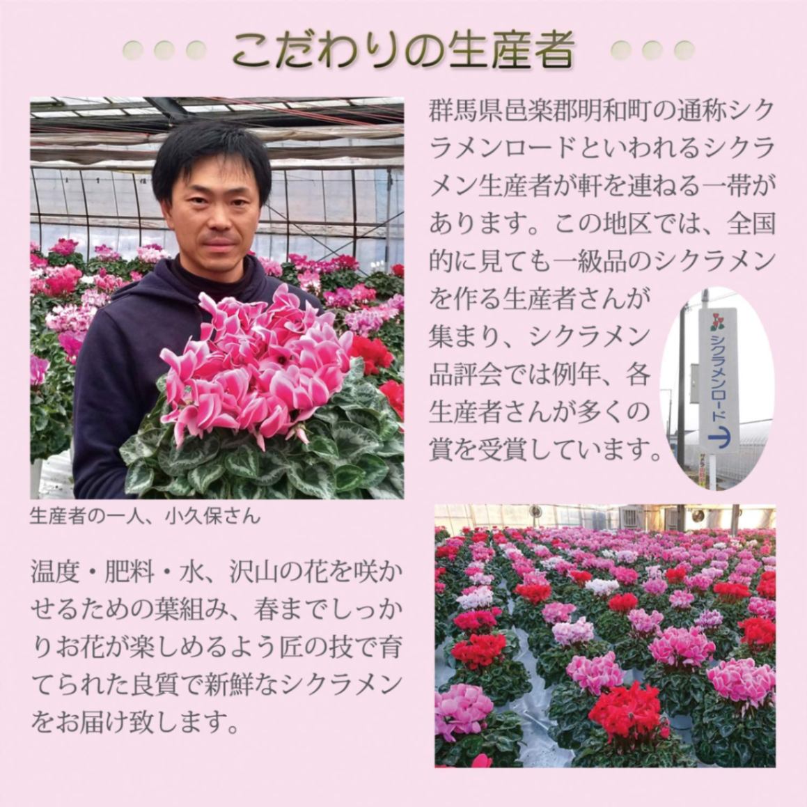 シクラメン マゼンタウィズエッジ シクラメン紫 シクラメン花 鉢花