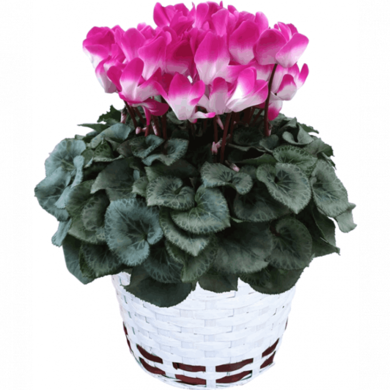  ե ץ쥼  ȭ ȭ  6ȭ ץޡѡץ