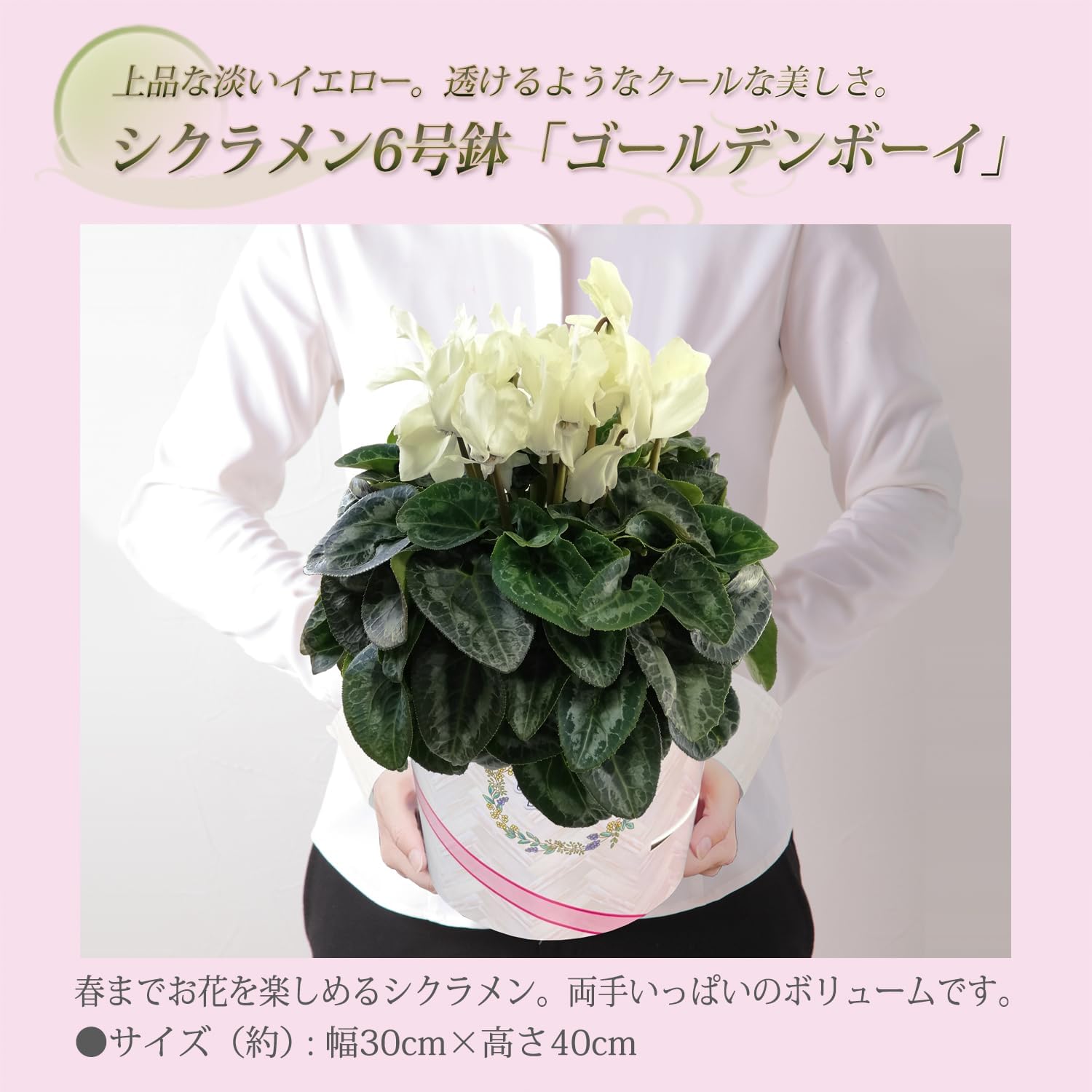 シクラメン ギフト プレゼント 花 鉢植え 鉢花 誕生日 6号鉢 黄