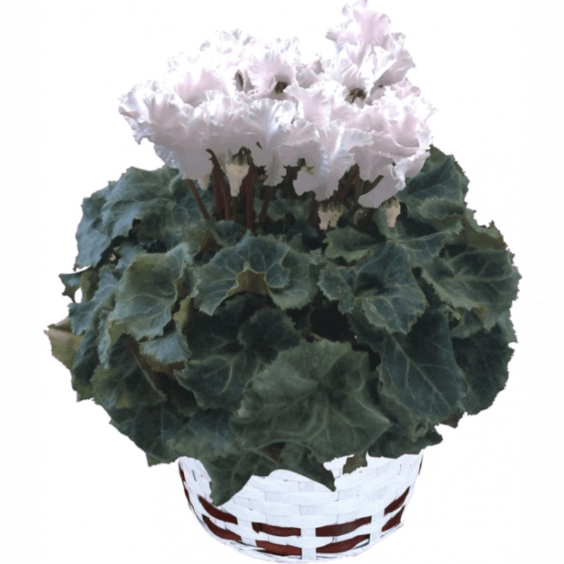  ե ץ쥼  ȭ ȭ  6ȭ  쥸ʥۥ磻