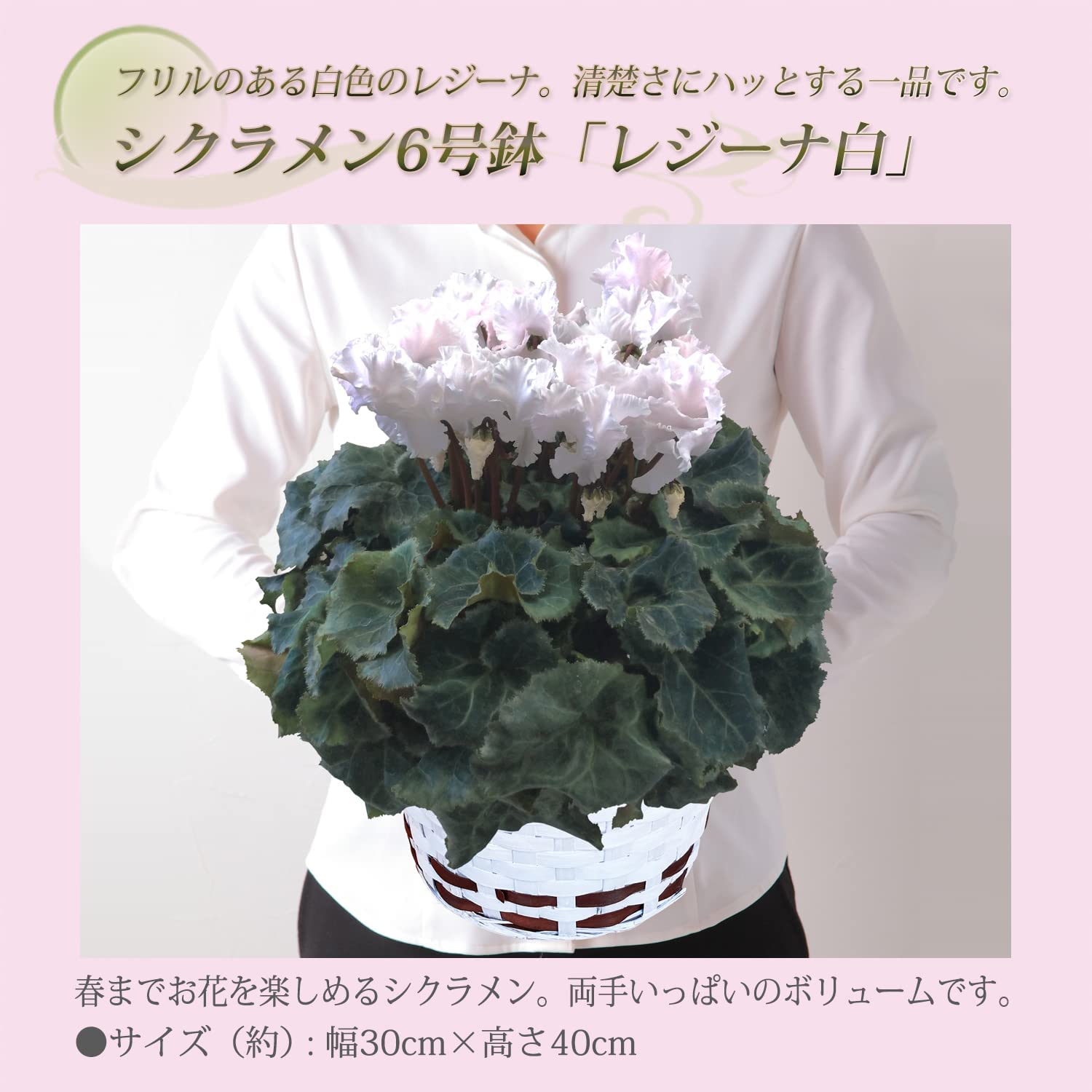 シクラメン ギフト プレゼント 花 鉢植え 鉢花 誕生日 6号鉢 白
