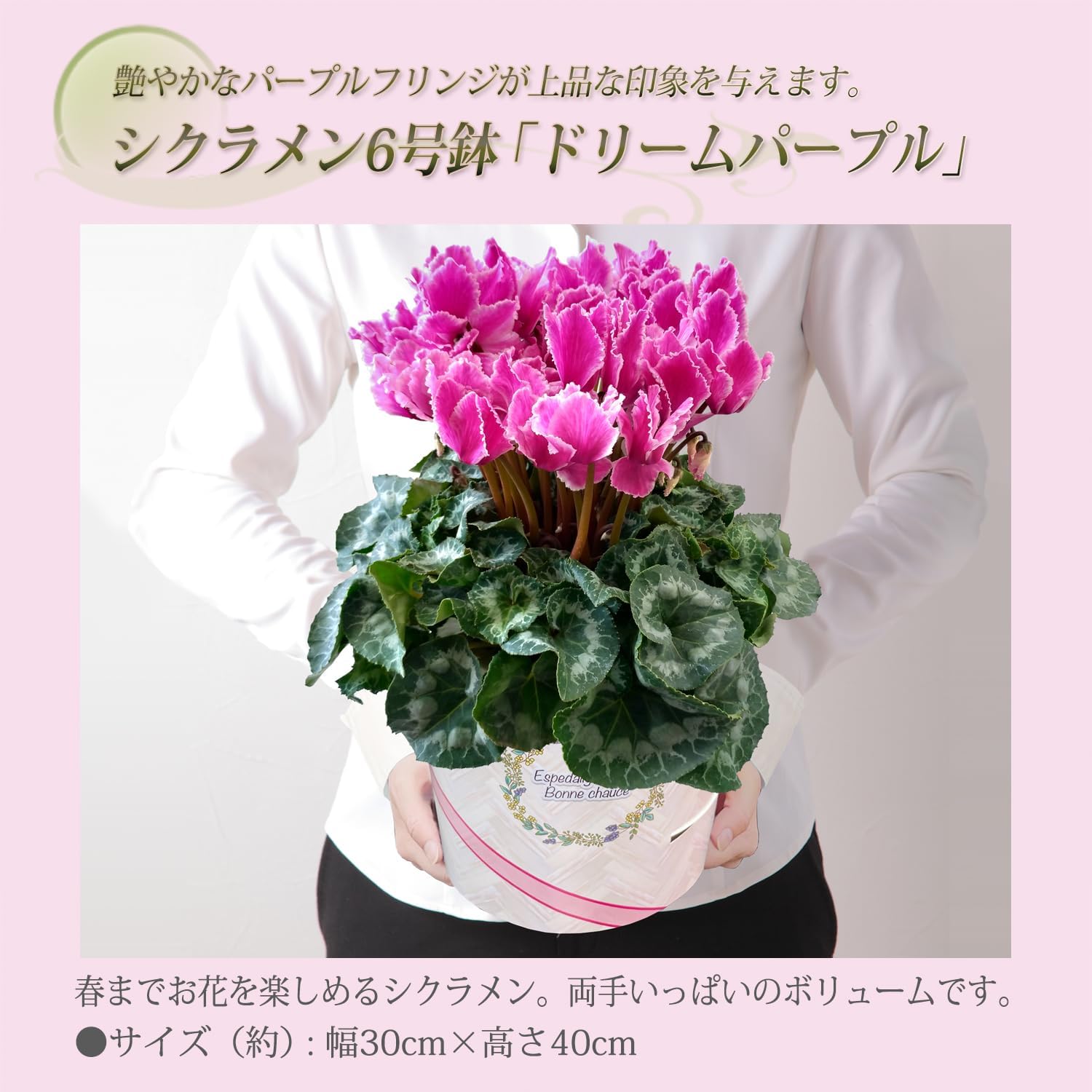シクラメン ギフト プレゼント 花 鉢植え 鉢花 誕生日 6号鉢 紫