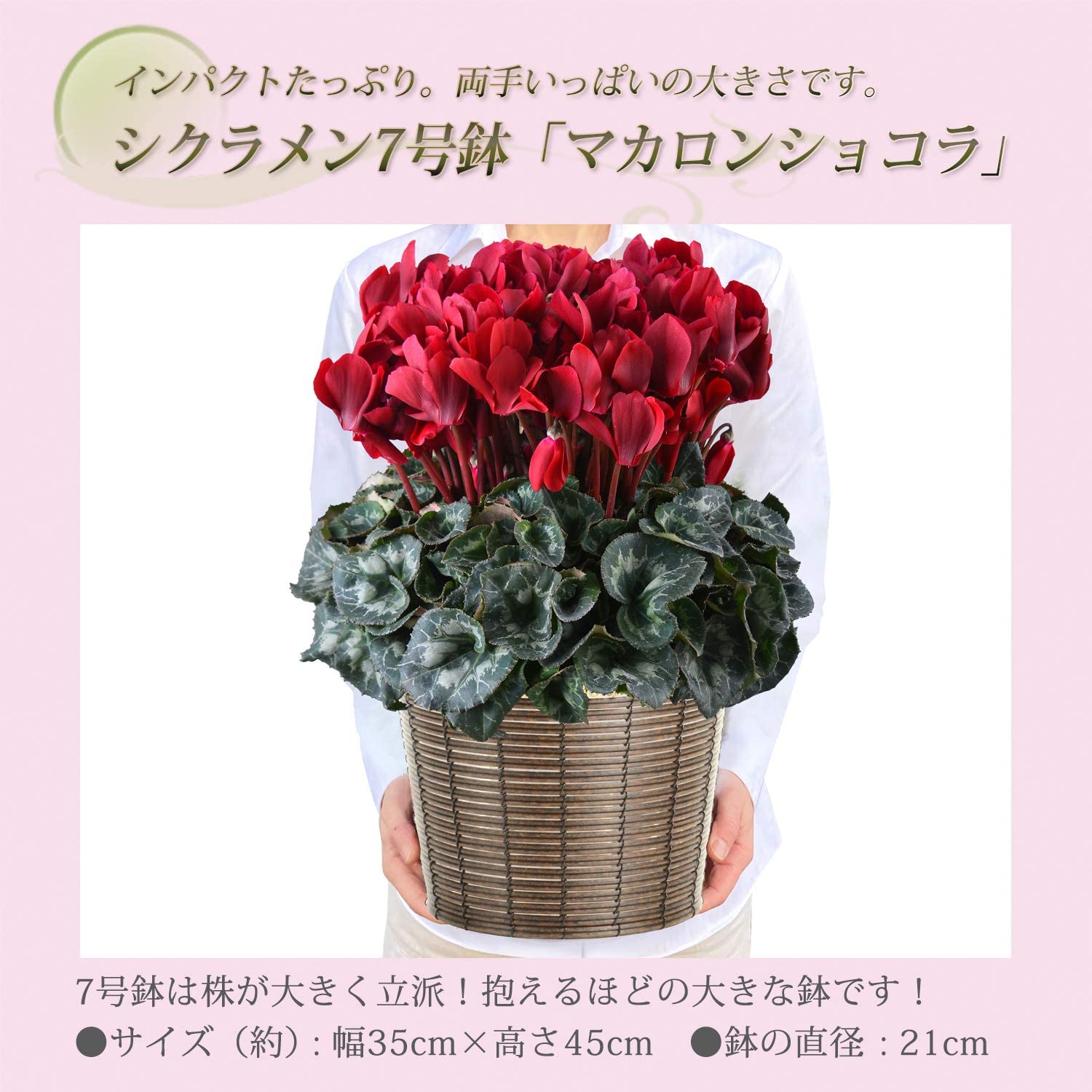 シクラメン ギフト プレゼント 花 鉢植え 鉢花 誕生日 7号鉢 赤