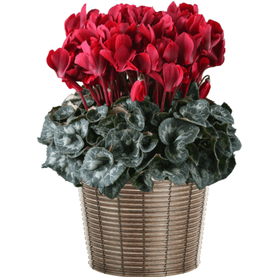 タジトウ様確認用　シクラメン『マカロンショコラ』７号♪ シクラメン ギフト プレゼント 花 鉢植え 鉢花 誕生日 7号鉢 赤