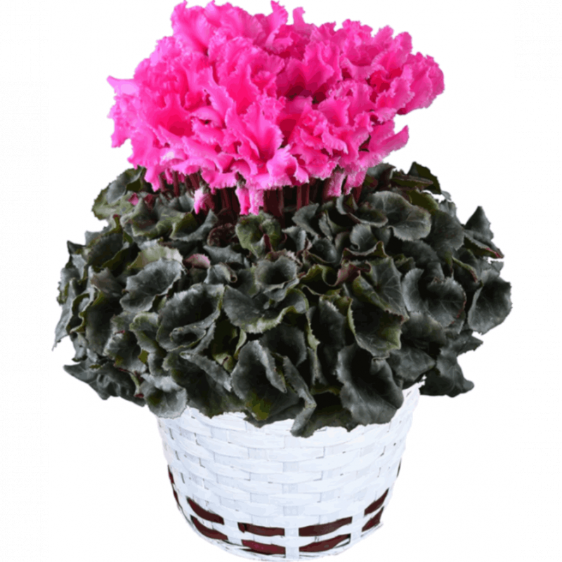  ե ץ쥼  ȭ ȭ  6ȭ 쥸 ե