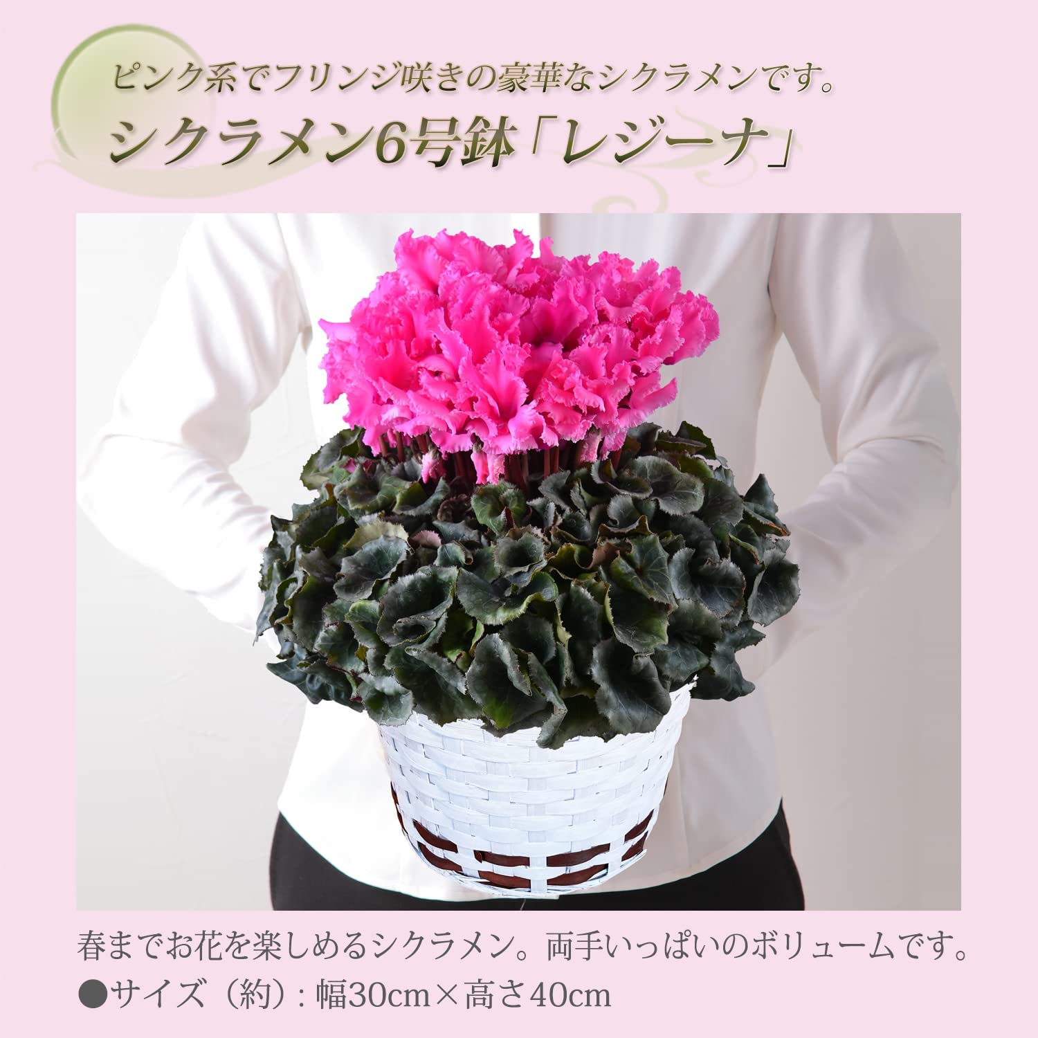 まさまる　シクラメン　フリル　レジーナ　５号　ルチア　6号　2鉢セット まさまる様専用 シクラメン フリル ルチア ピンク 6号 カーリー 2鉢