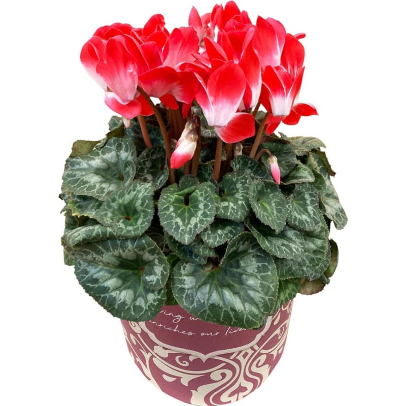  ե ץ쥼  ȭ ȭ  5ȭ ץޡ奪