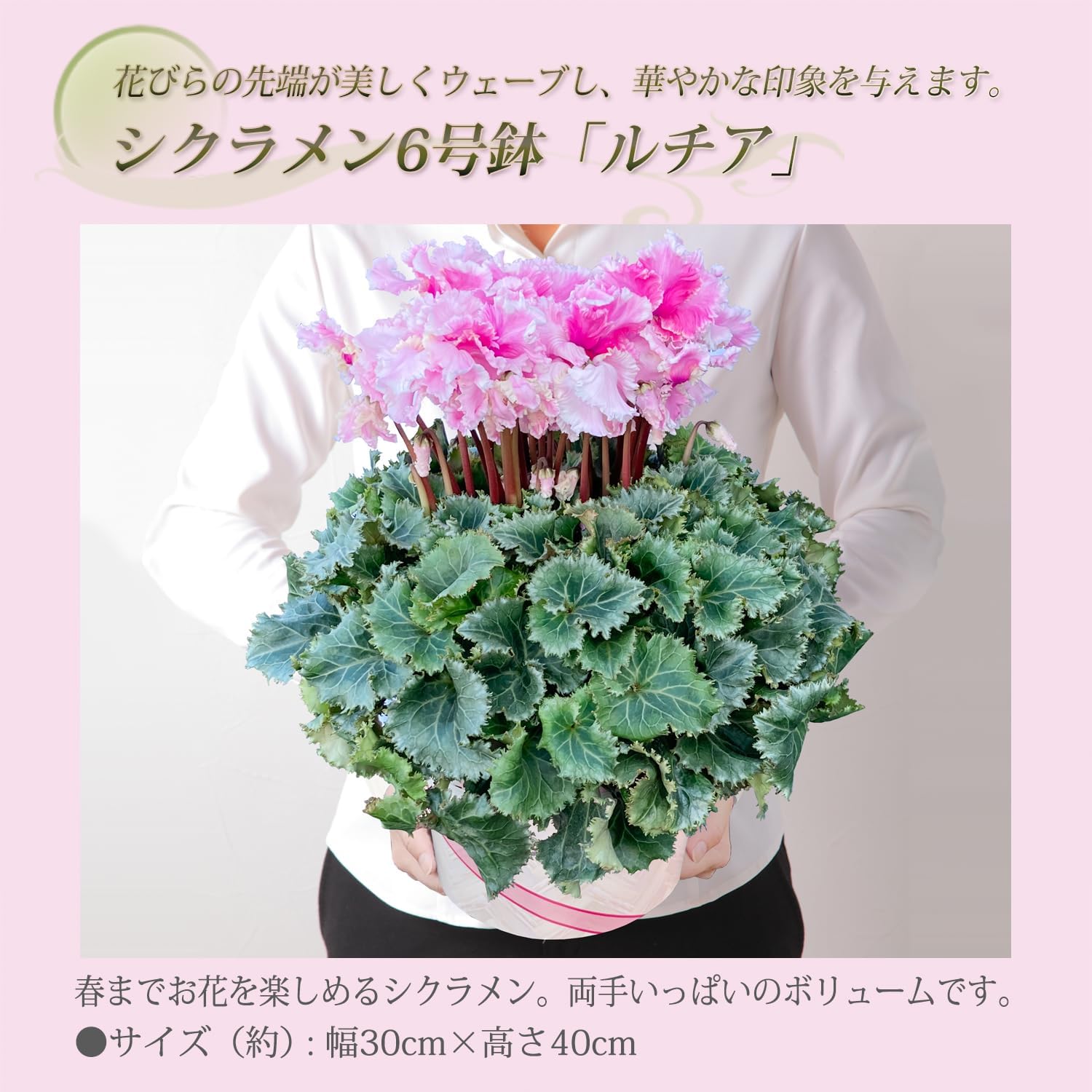 シクラメン ギフト プレゼント 花 鉢植え 鉢花 誕生日 6号鉢 ピンク
