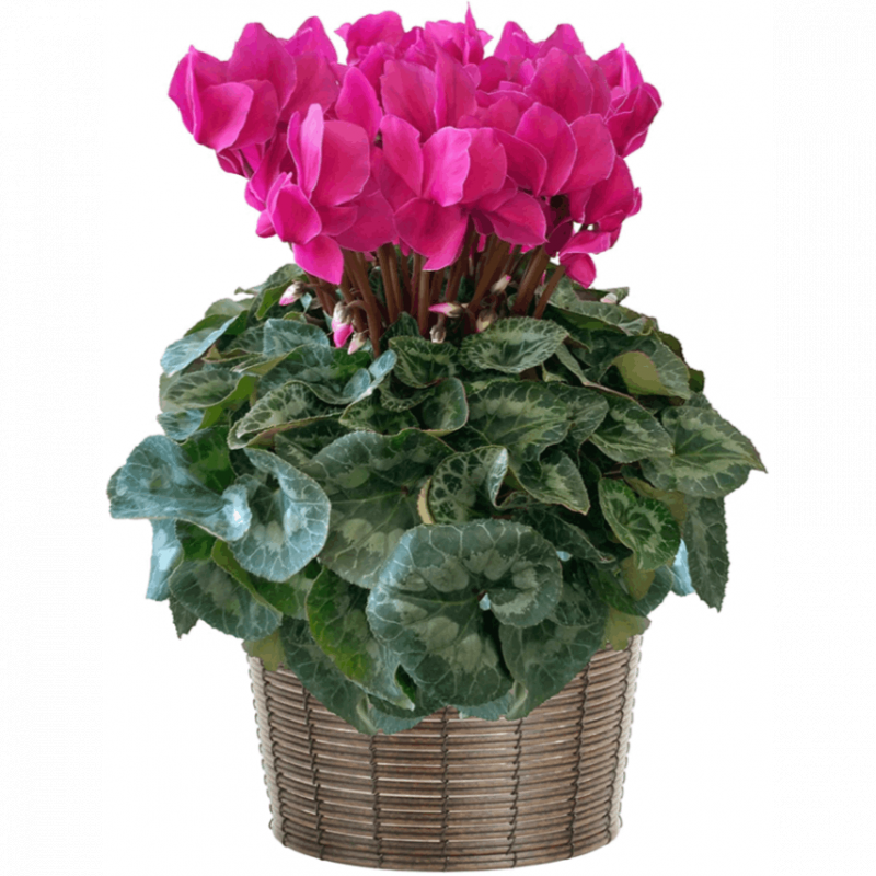 シクラメン ギフト プレゼント 花 鉢植え 鉢花 誕生日 7号鉢 赤