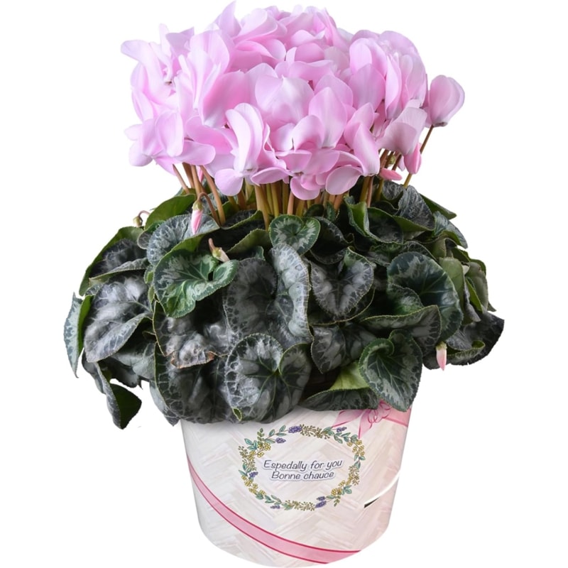  ե ץ쥼  ȭ ȭ  6ȭ 󥸥꡼ԥ