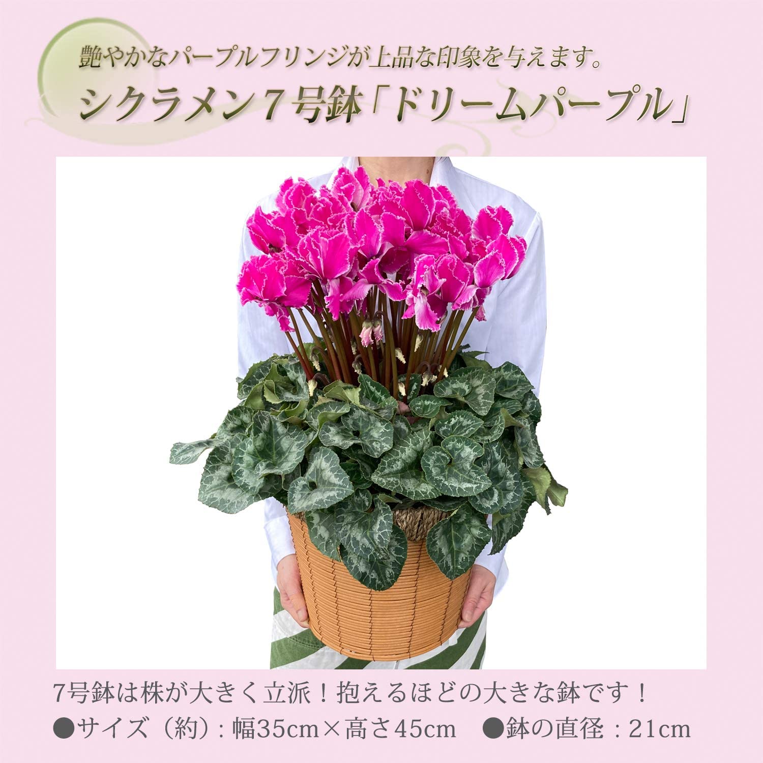 Amazon｜花のギフト社 シクラメン ギフト プレゼント 花 鉢植え