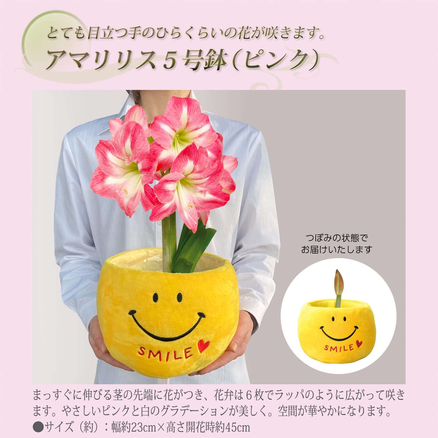 アマリリス 花 鉢植え 5号鉢 クリスマス 誕生日 ピンク ギフト プレゼント 球根 Happyなお祝いに贈りたい 安心と感動を送る フラワーギフト 花のギフト社