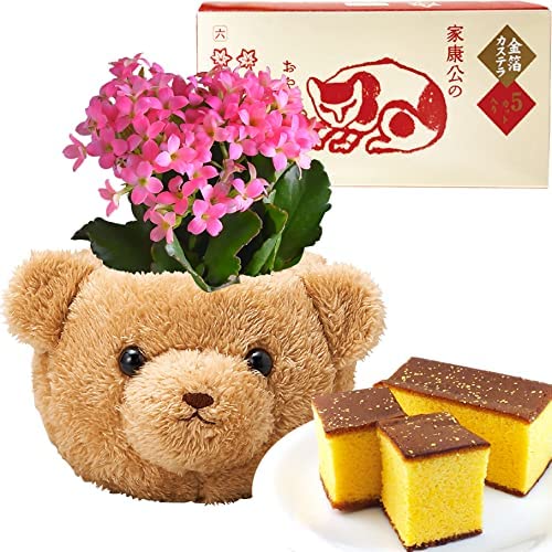 カランコエ 多肉植物 くま ふわふわ バスケット 金箔入 日光 カステラ 鉢花 誕生日|お花と団子(お花と食品のセット)