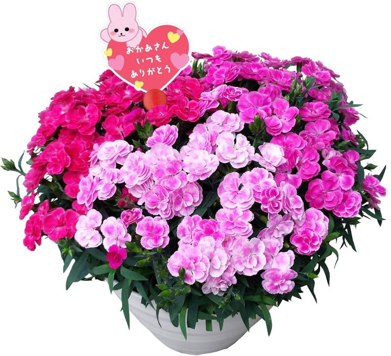 母の日 花 鉢植え カーネーション プレゼント 花鉢 母の日ギフト 母の日のプレゼント