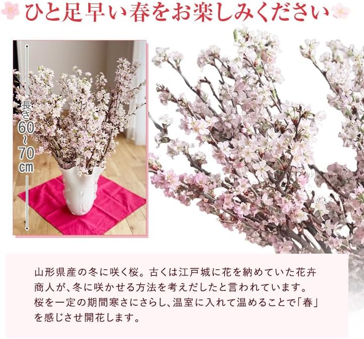 【原画・送料無料】春　迎春　お部屋でお花見気分　「桜」原画縦約40㎝×横約40㎝ 今年の花見はご自宅で！ お花見自粛に新提案】12時間で部屋に