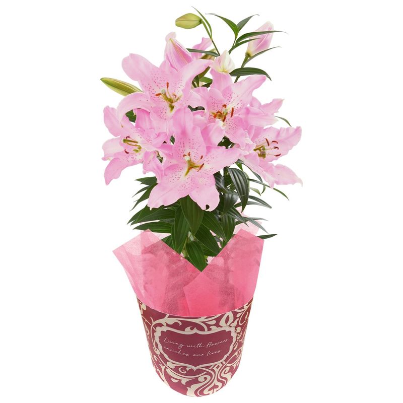 母の日 花 鉢植え ゆり ユリ 百合 プレゼント 花鉢 母の日ギフト 母の日プレゼント