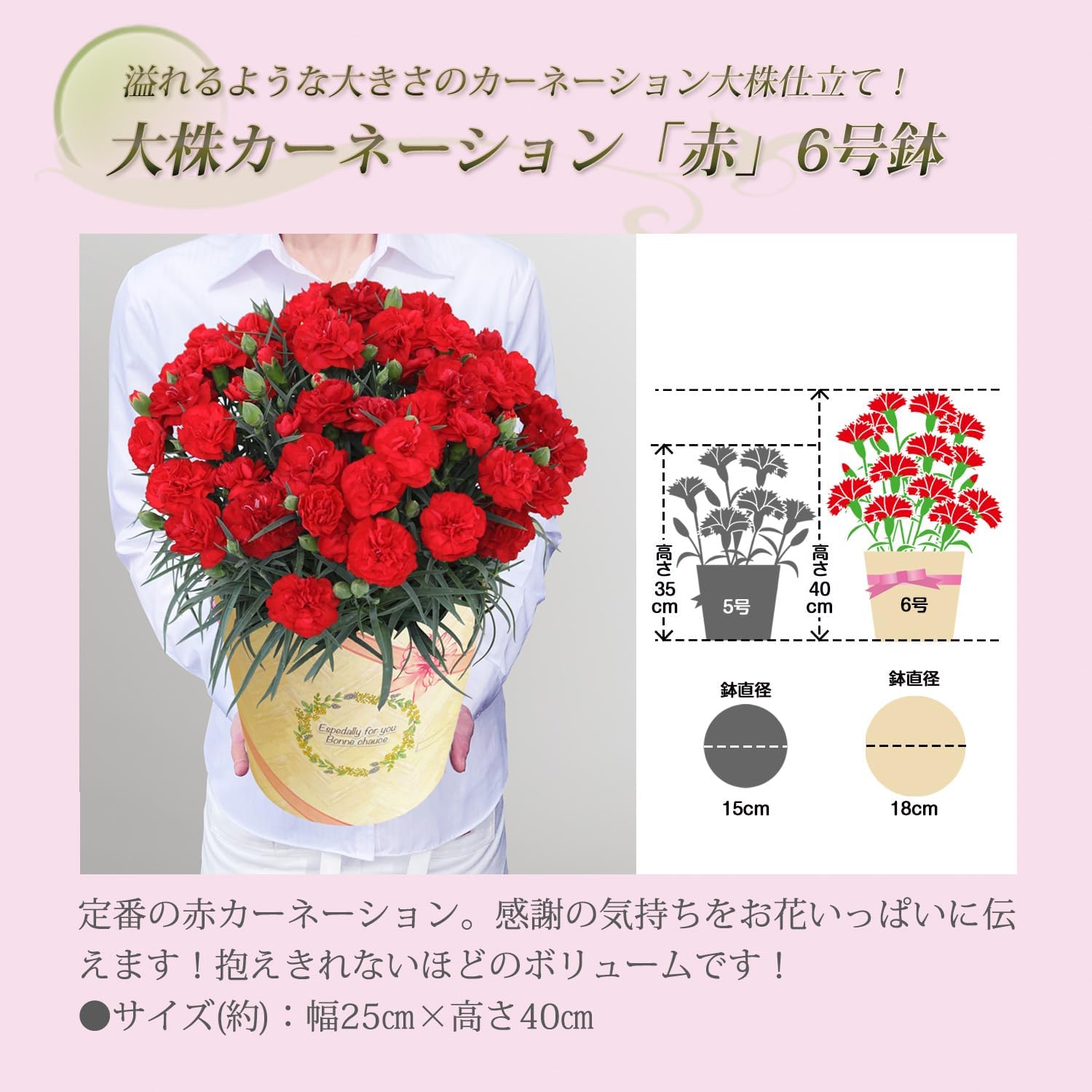 母の日 花 鉢植え カーネーション プレゼント 花鉢 母の日ギフト 母の