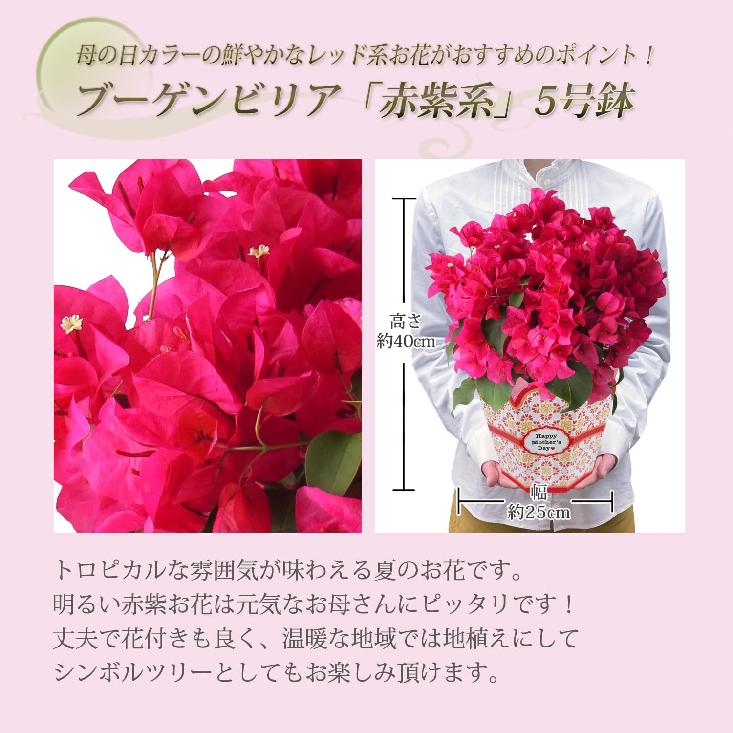 母の日 花 鉢植え ブーゲンビリア プレゼント 花鉢 母の日ギフト 母の