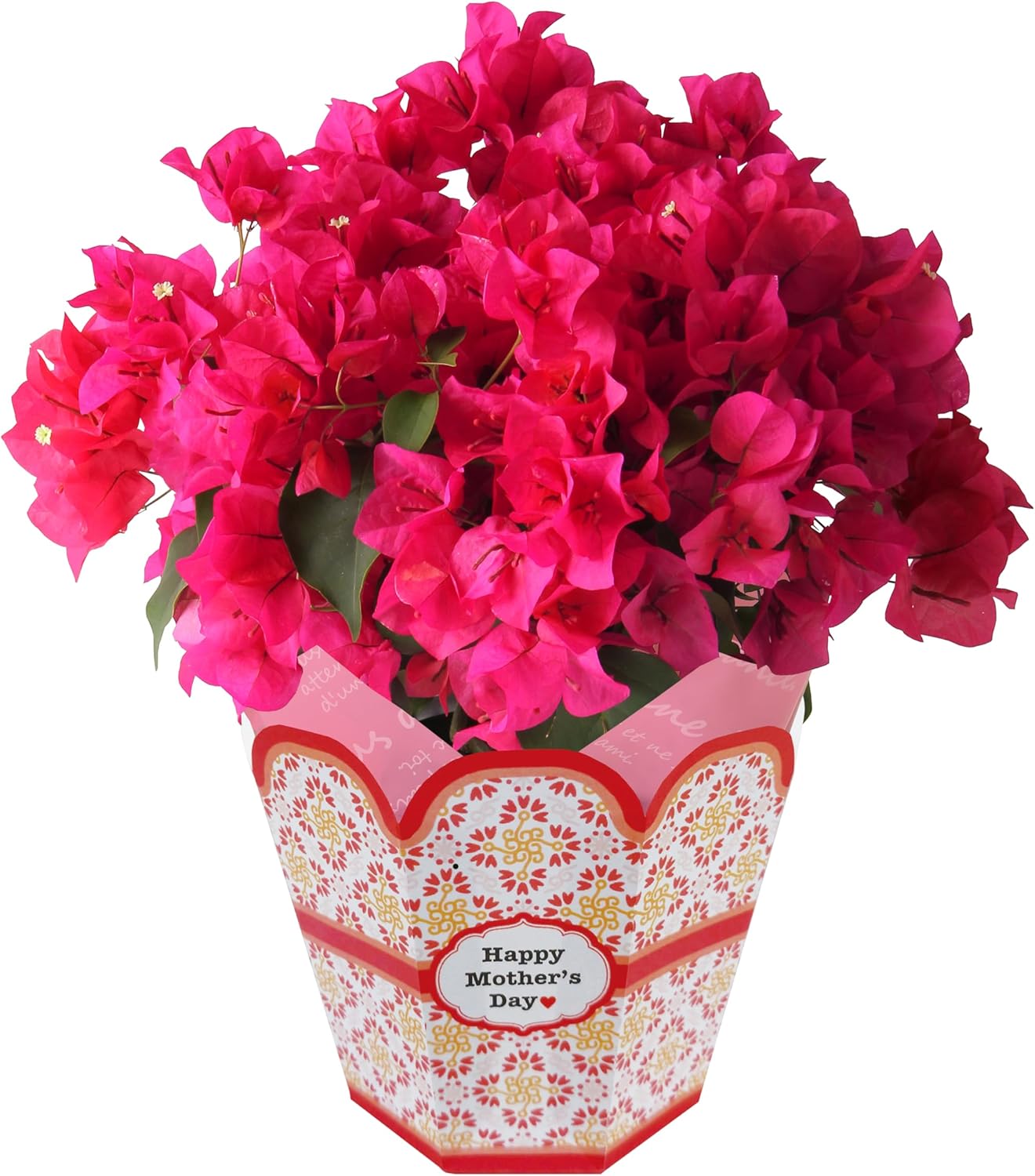 母の日 花 鉢植え ブーゲンビリア プレゼント 花鉢 母の日ギフト 母の