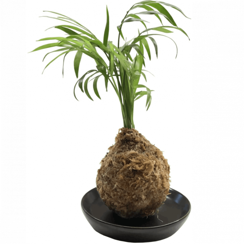 �ݶ� �䥷 �� ���տ�ʪ �ץ쥼��� ������ ���ե� ���꡼�� ����ƥꥢ �ߥ�