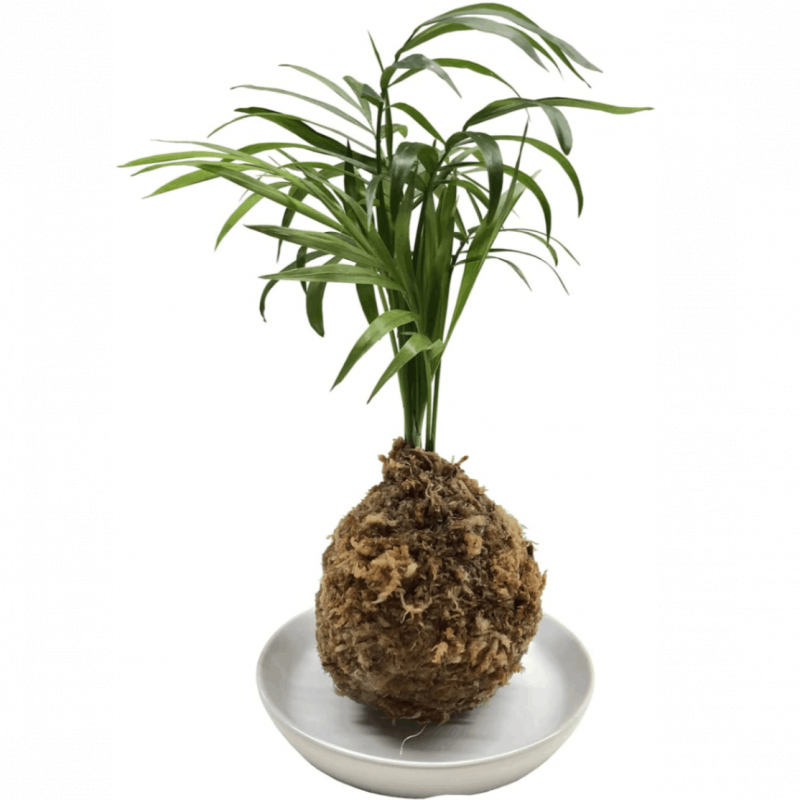 �ݶ� �䥷 �� ���տ�ʪ �ץ쥼��� ������ ���ե� ���꡼�� ����ƥꥢ �ߥ� ���դ�