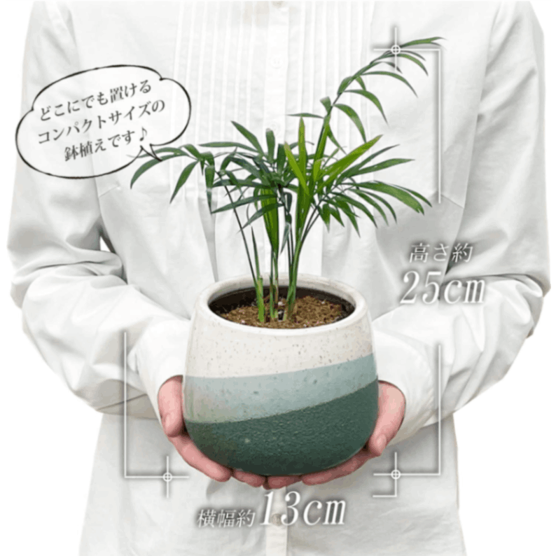 テーブルヤシ 観葉植物 本物 ミニ ヤシ ヤシの木 観葉 植物 ミニ観葉