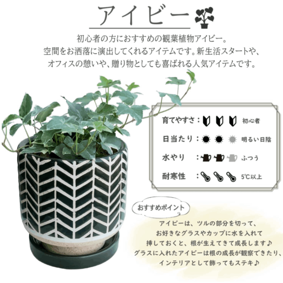 観葉植物　アイビー（本物） アイビー 本物 陶器 鉢植え 観葉植物 インテリア グリーン 植物 ギフト