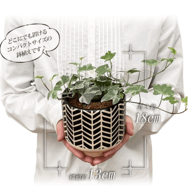 アイビー 本物 陶器 鉢植え 観葉植物 インテリア グリーン 植物 ギフト