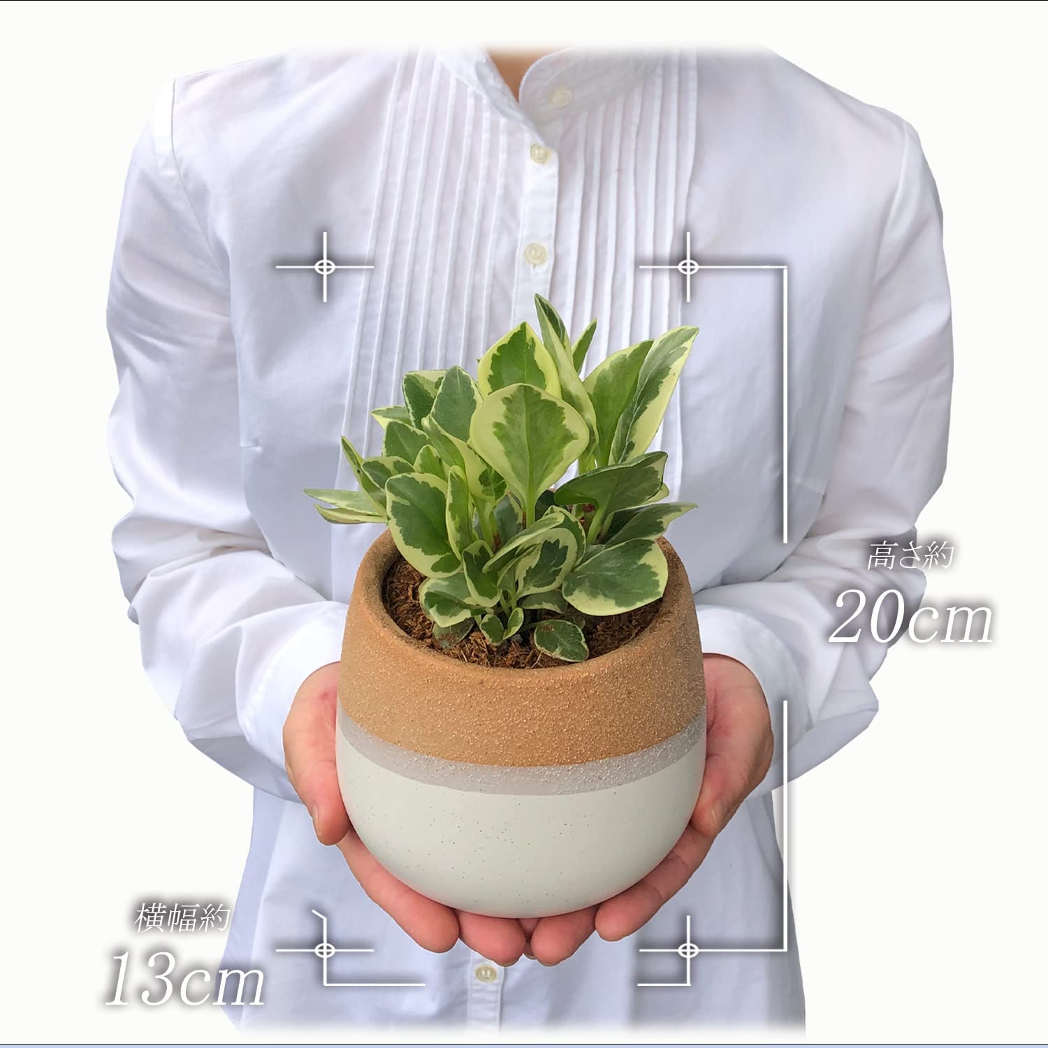 ペペロミア・ゴールド鉢植え ペペロミア 観葉植物 ミニ観葉植物