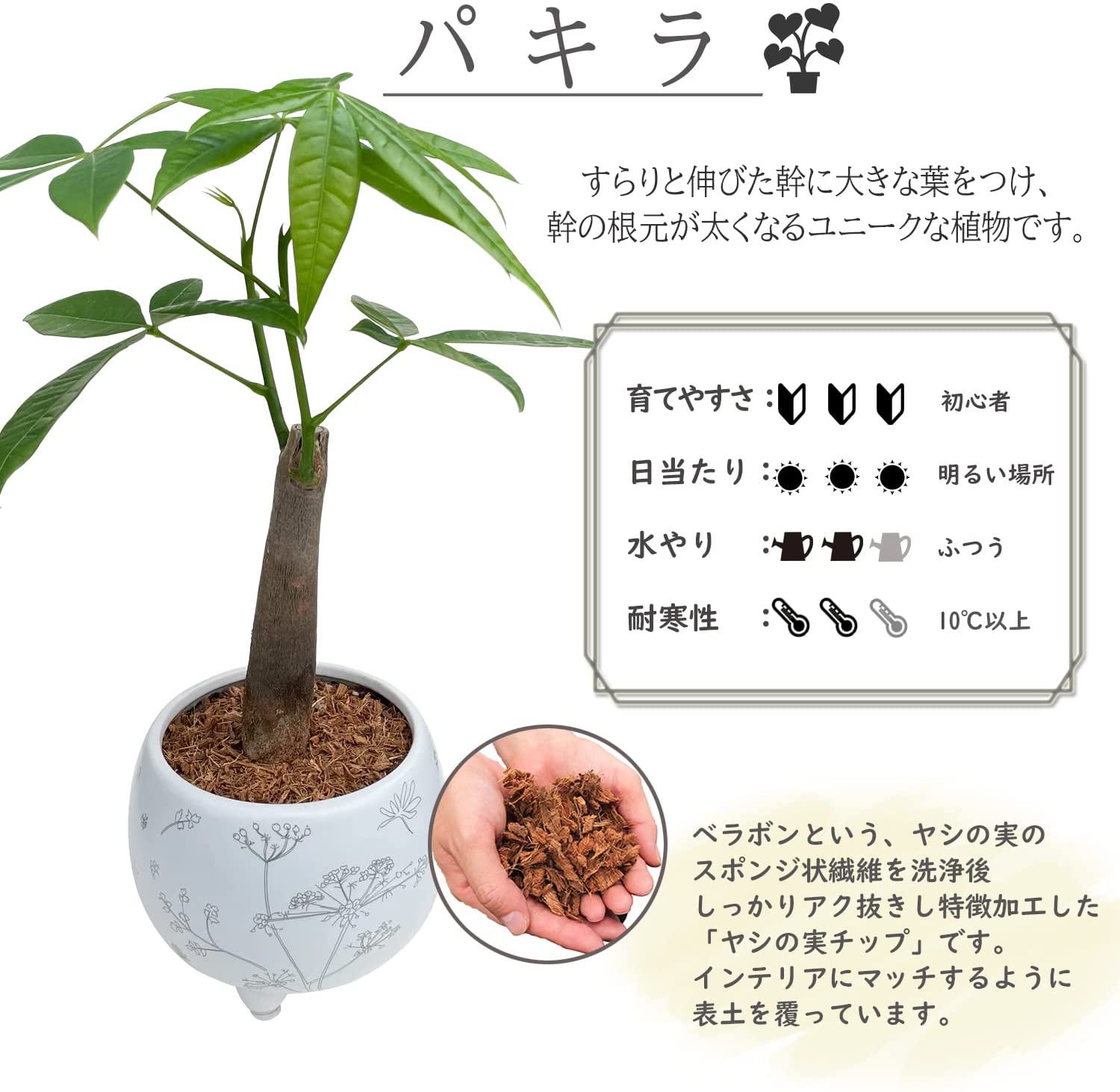 パキラ 観葉植物 本物 おしゃれ ぱきら ミニ観葉植物 ミニ