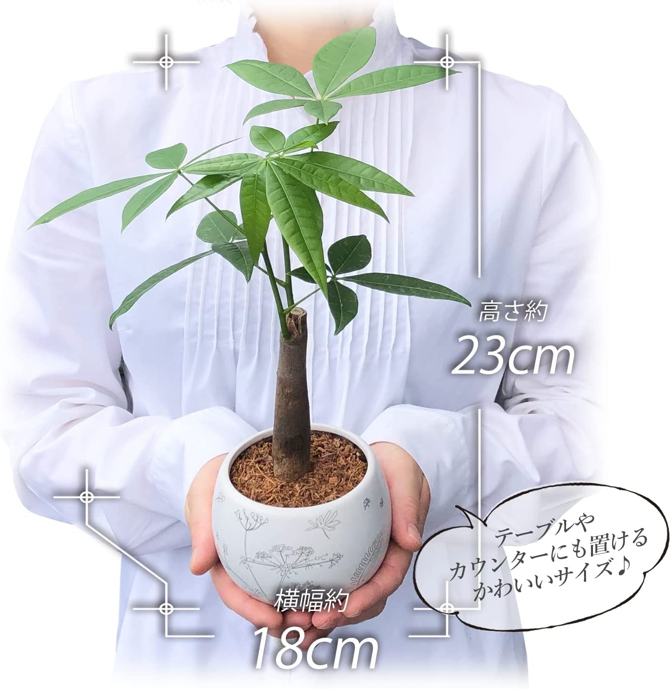 【バラ売り不可】アロマ軸植物族【エクストラ付き】 バラ売り不可】アロマ軸植物族【エクストラ付き】
