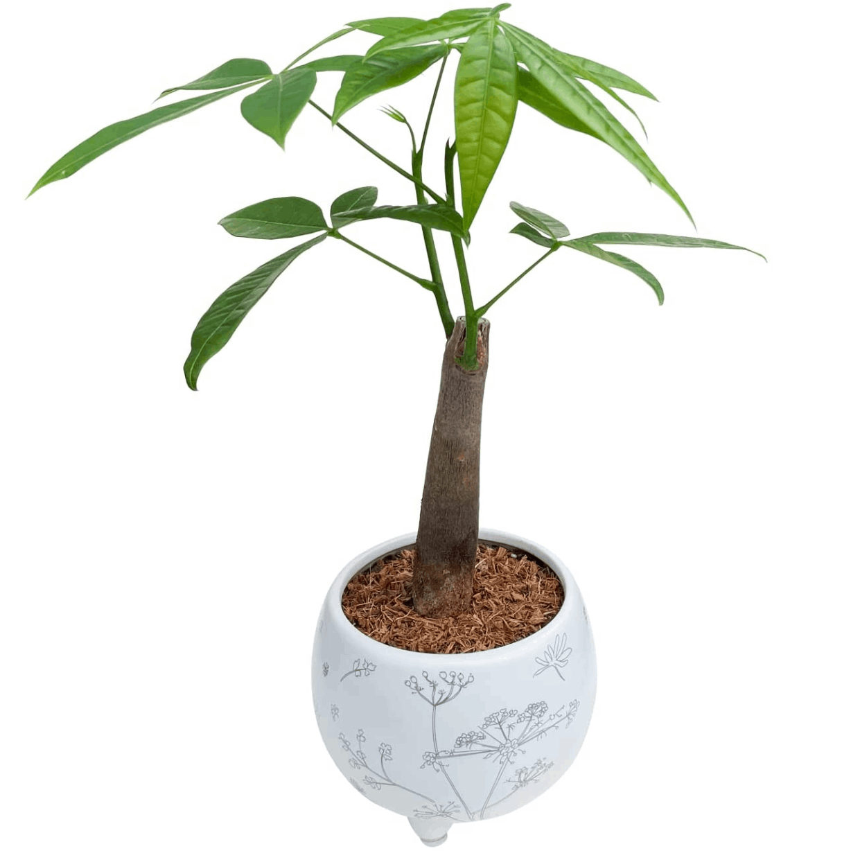 パキラ 観葉植物 本物 おしゃれ ぱきら ミニ観葉植物 ミニ パキラの木 観葉 植物 | 観葉植物,おしゃれな観葉植物 | 安心と感動を送る ...