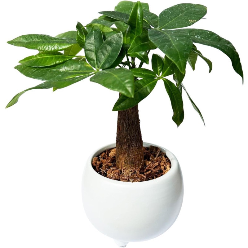 �ѥ��� ���տ�ʪ ��ʪ ������� �Ѥ��� �ߥ˴��տ�ʪ �ߥ� �ѥ������ ���� ��ʪ