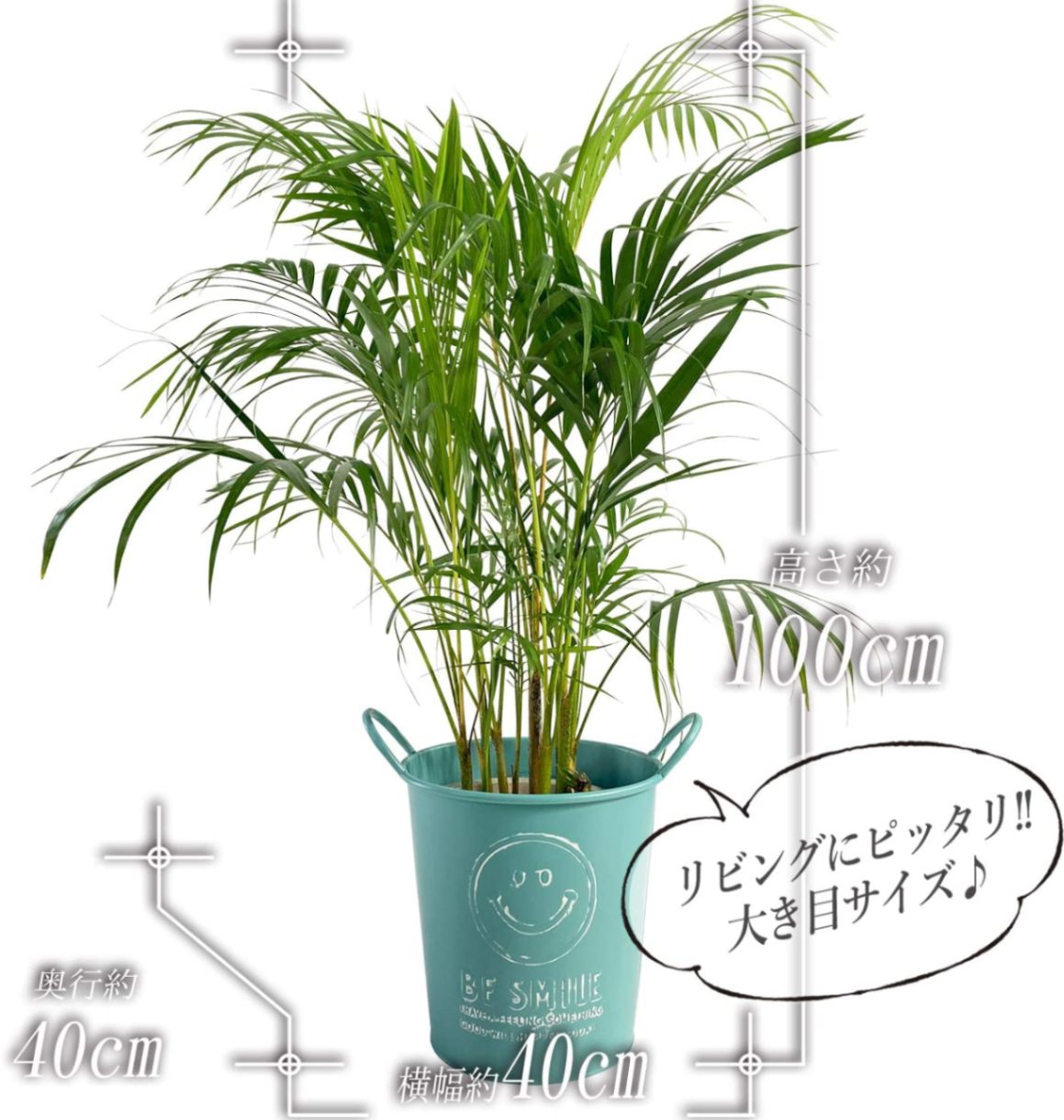 アレカヤシ 7号鉢 にこちゃん ブリキバケツ 観葉植物 インテリア