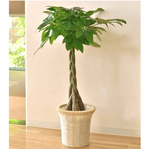 現品］1番 パキラ 編み込み 7号 観葉植物 おしゃれ 室内 大型 背高め