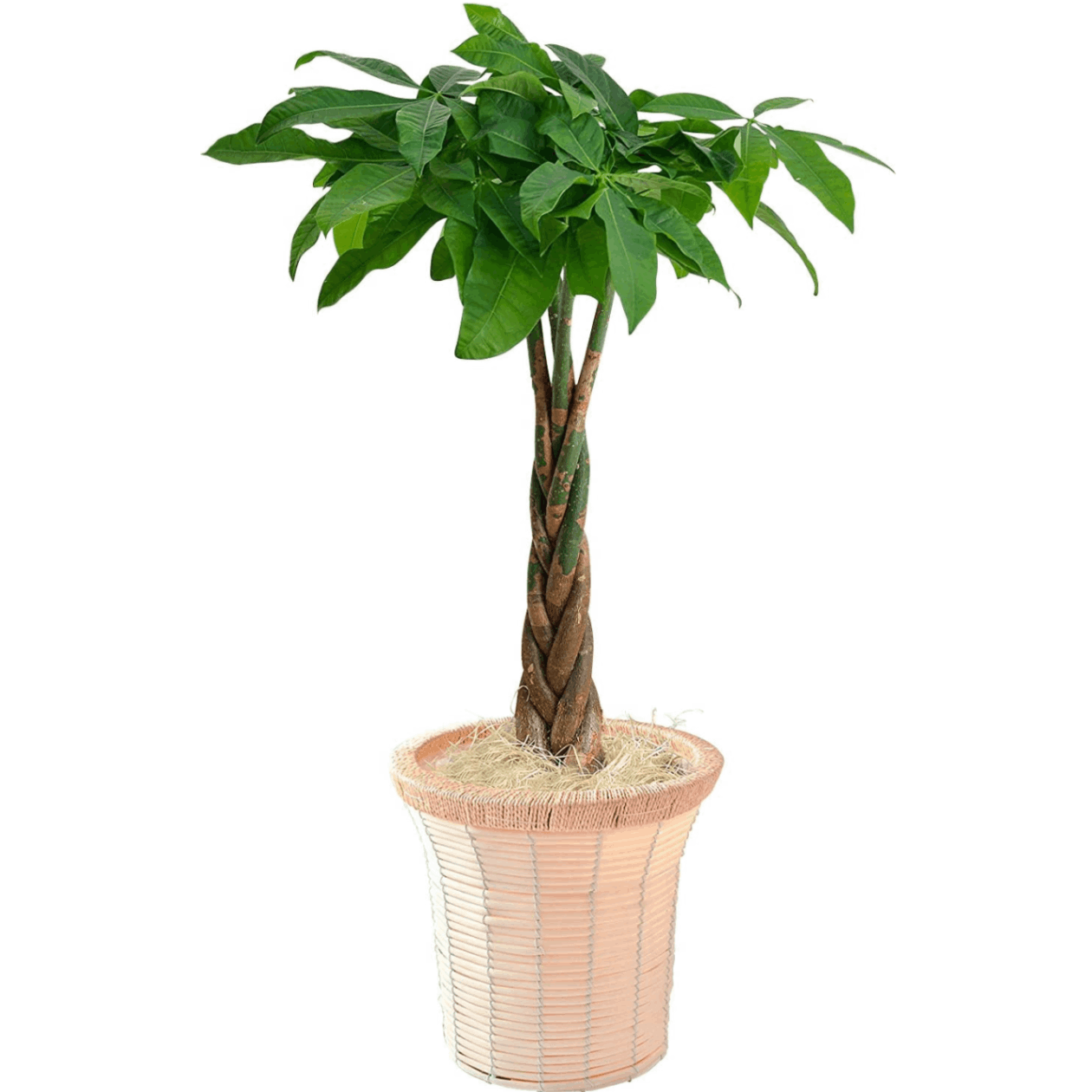 パキラ 観葉植物 本物 おしゃれ ぱきら 7号 大型 パキラの木 観葉 植物