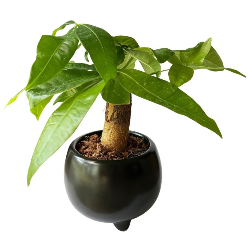 �ѥ��� ȯ��� 2�� ƫ�� ȭ���� ���տ�ʪ �ߥ˴��� �ѥ������ ȯ��� ƫ�� ��