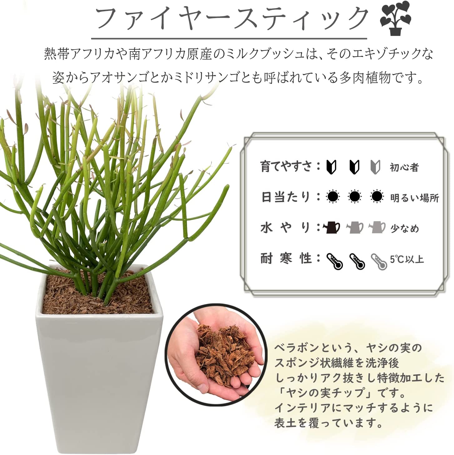 贈り物 ミルクブッシュ 鉢植え 観葉植物 ミニ観葉植物 観葉