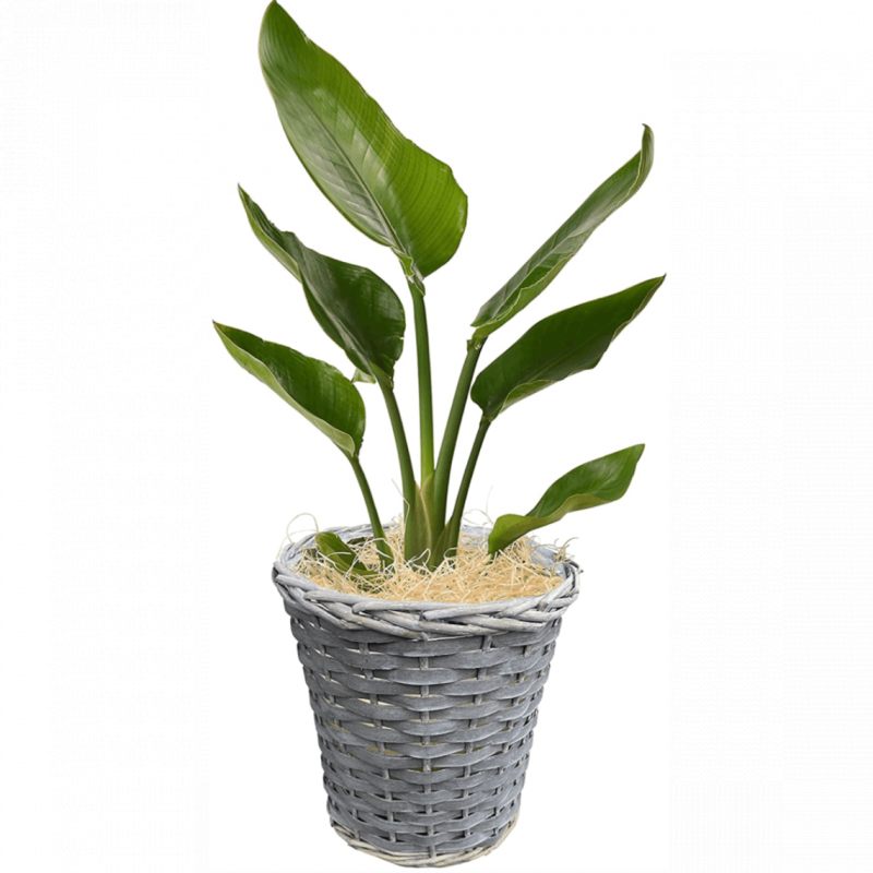 観葉植物 オーガスタ インテリア グリーン 6号鉢 バスケット | 観葉