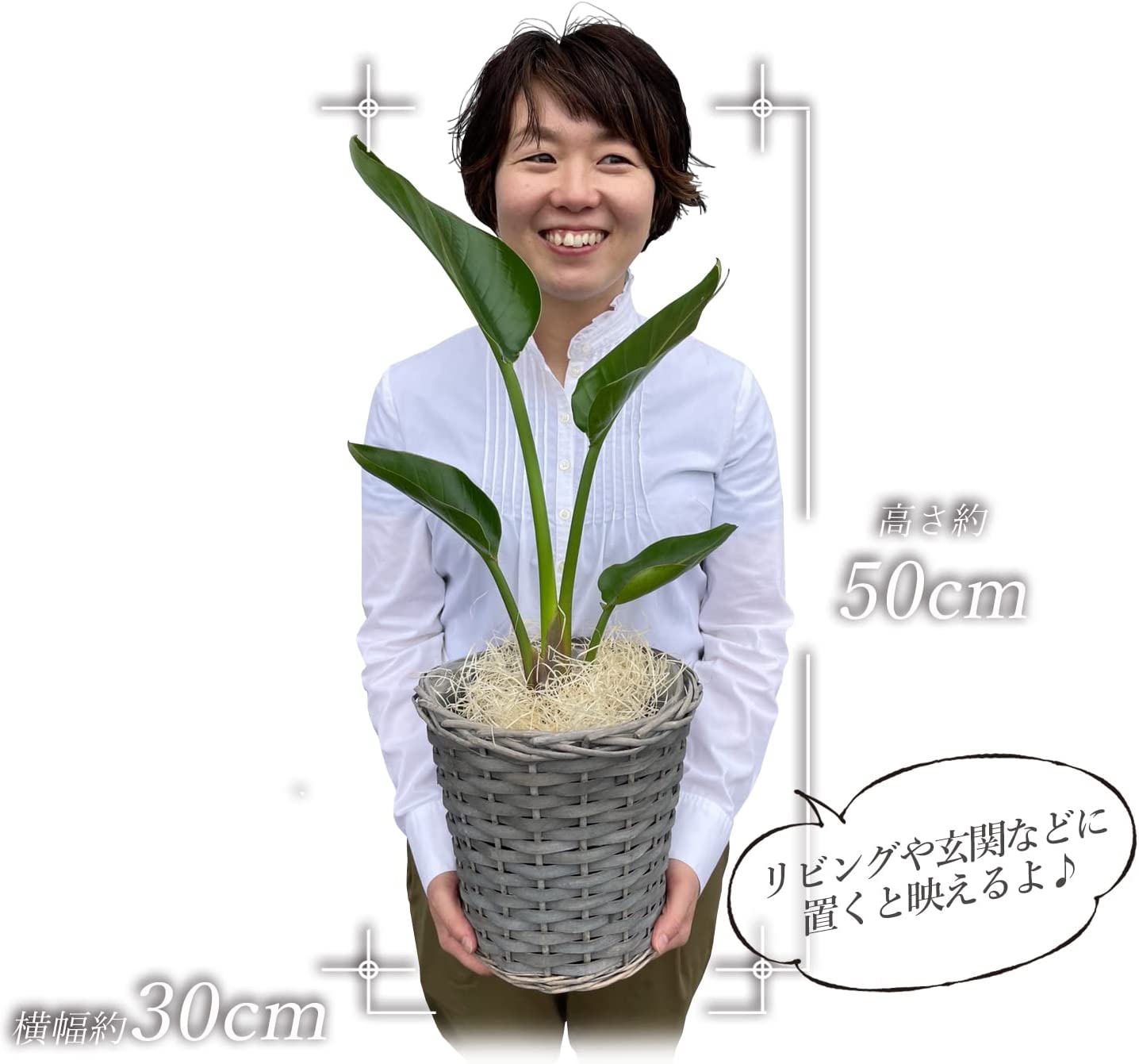 オーガスタ インテリア グリーン 6号鉢 バスケット | 観葉植物,手ごろ