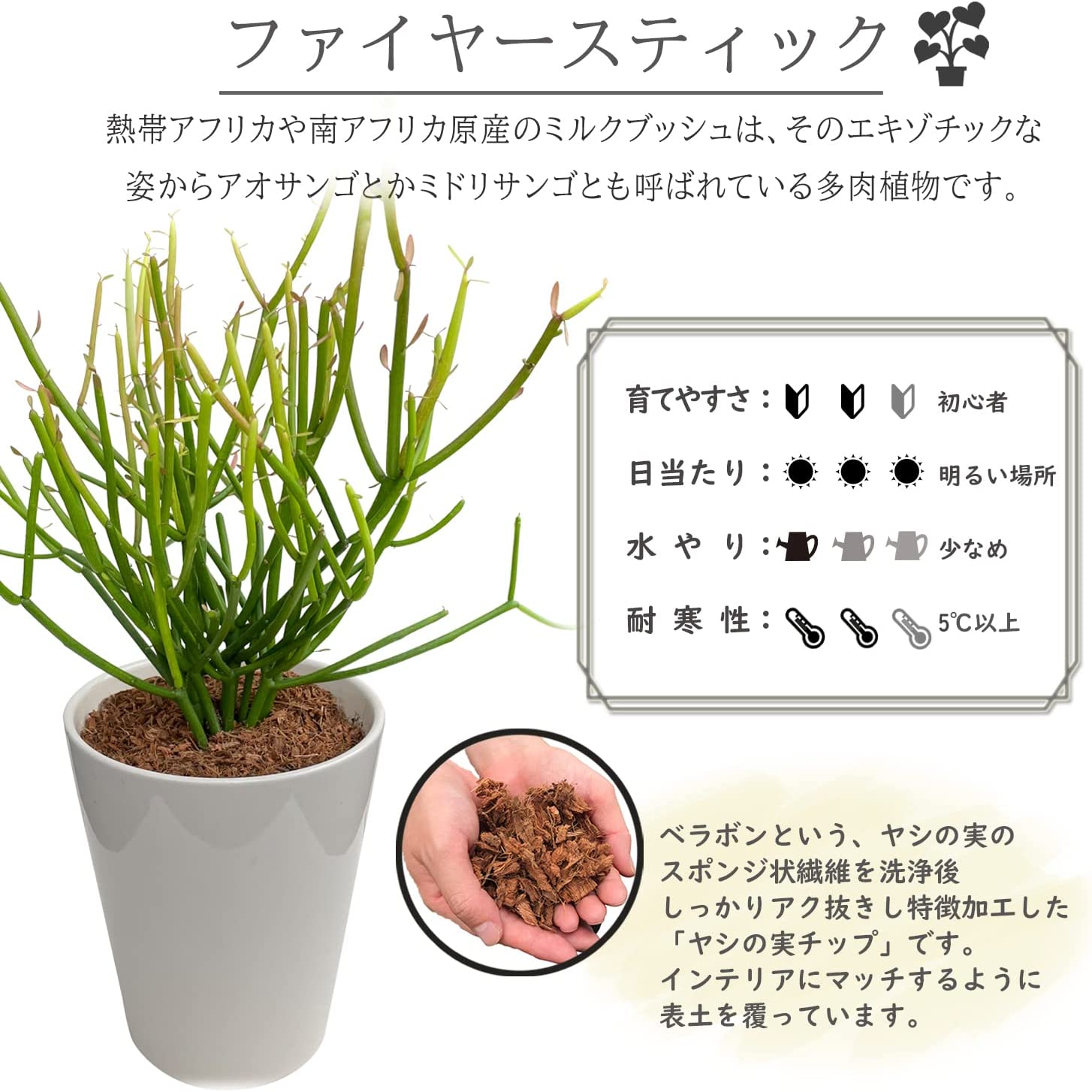 即発送可能】 おかもミルクブッシュ高さ約2m 植物/観葉植物