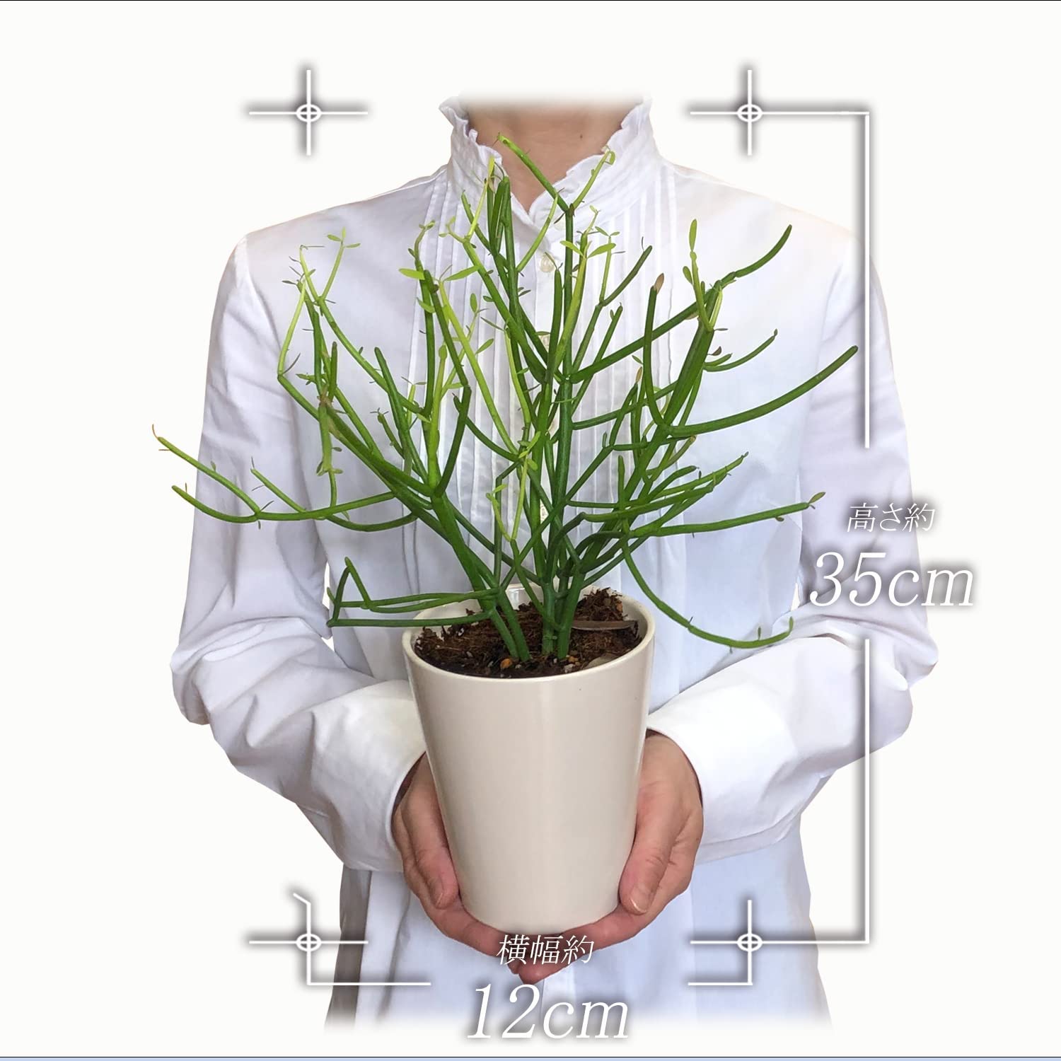 ミルクブッシュ 鉢植え 観葉植物 ミニ観葉植物 観葉 ファイヤー